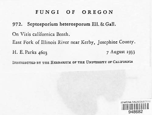Septosporium heterosporum image